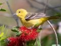 Orchard Oriole-Dauphin Island - Bayou Heron Park,  Mobile, AL April 21, 2021