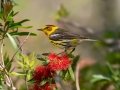 Cape May Warbler - Dauphin Island - Bayou Heron Park,  Mobile, AL April 21, 2021