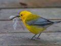 Prothonotary Warbler - Dauphin Island - Shell Mound Park,  Mobile, AL April 18, 2021