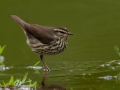 Northern Waterthrush - Dauphin Island - Audubon Bird Sanctuary, Mobile County, AL, May 5, 2021