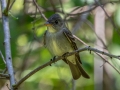 Eastern Wood-Pewee - Dauphin Island - Shell Mound Park,  Mobile, AL April 21, 2021
