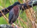 Green Heron - Dauphin Island - Audubon Bird Sanctuary, Mobile County, AL, May 5, 2021