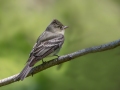 Eastern Wood-Pewee - Dauphin Island - Shell Mound Park,  Mobile, AL April 21, 2021
