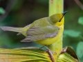 Hooded Warbler - Dauphin Island - Shell Mound Park,  Mobile, AL April 18, 2021