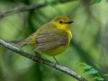Hooded Warbler- Dauphin Island - Shell Mound Park,  Mobile, AL April 18, 2021
