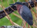 Green Heron - Dauphin Island - Audubon Bird Sanctuary, Mobile County, AL, May 5, 2021
