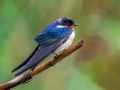 Barn Swallow - Dauphin Island - Audubon Bird Sanctuary, Mobile County, AL, May 5, 2021
