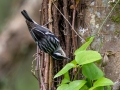 Black-and-white Warbler - Dauphin Island - Shell Mound Park,  Mobile, AL April 18, 2021