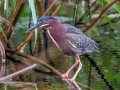 Green Heron - Dauphin Island - Audubon Bird Sanctuary, Mobile County, AL, May 5, 2021