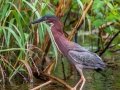 Green Heron - Dauphin Island - Audubon Bird Sanctuary, Mobile County, AL, May 5, 2021