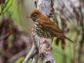 Wood Thrush - Dauphin Island - Shell Mound Park,  Mobile, AL April 18, 2021