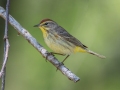 Palm Warbler (Western) - Dauphin Island - Shell Mound Park,  Mobile, AL April 21, 2021