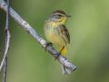 Palm Warbler (Western) - Dauphin Island - Shell Mound Park,  Mobile, AL April 21, 2021