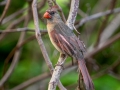 Northern Cardinal - Dauphin Island - Shell Mound Park,  Mobile, AL April 14, 2021