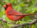 Northern Cardinal - Dauphin Island - Shell Mound Park,  Mobile, AL April 14, 2021