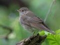 Gray-cheeked Thrush - Dauphin Island - Shell Mound Park,  Mobile, AL April 18, 2021