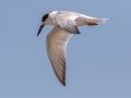 Forster's Tern - Dauphin Island - Fort Gaines,  Mobile, AL April 21, 2021
