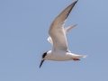 Forster's Tern - Dauphin Island - Fort Gaines,  Mobile, AL April 21, 2021