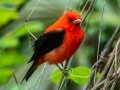 Scarlet Tanager - Dauphin Island - Shell Mound Park,  Mobile, AL April 18, 2021