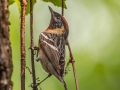 Bay-breasted Warbler - Dauphin Island - Shell Mound Park, Mobile County, AL, May 5, 2021