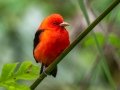 Scarlet Tanager - Dauphin Island - Shell Mound Park,  Mobile, AL April 18, 2021
