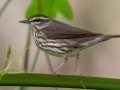 Northern Waterthrush - Dauphin Island - Shell Mound Park,  Mobile, AL April 18, 2021