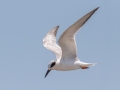 Forster's Tern - Dauphin Island - Fort Gaines,  Mobile, AL April 21, 2021