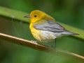 Prothonotary Warbler - Dauphin Island - Shell Mound Park,  Mobile, AL April 18, 2021