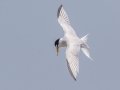 Least Tern - Dauphin Island - Fort Gaines,  Mobile, AL April 21, 2021