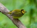 Hooded Warbler - Dauphin Island - Shell Mound Park,  Mobile, AL April 18, 2021