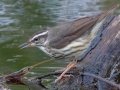 Louisiana Waterthrush - Dauphin Island - Shell Mound Park,  Mobile, AL April 14, 2021