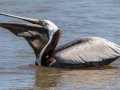 Brown Pelican - Dauphin Island - Fort Gaines,  Mobile, AL April 21, 2021