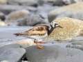 Ruddy Turnstone - Anchor Point, Kenai Peninsula Borough, Alaska, Aug 14 2023