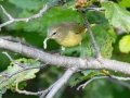 Orange-crowned Warbler (Gray-headed) - Potter Marsh - Boardwalk (MP A9.5 Seward Hwy), Anchorage Municipality, Alaska, Aug 20, 2023