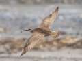 Whimbrel - Anchor Point, Kenai Peninsula Borough, Alaska, Aug 14 2023