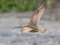 Whimbrel - Anchor Point, Kenai Peninsula Borough, Alaska, Aug 14 2023