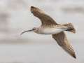 Whimbrel - Anchor Point, Kenai Peninsula Borough, Alaska, Aug 14 2023