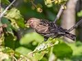 Common Redpoll - Potter Marsh - Boardwalk (MP A9.5 Seward Hwy), Anchorage Municipality, Alaska, Aug 20, 2023