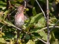 Common Redpoll - Potter Marsh - Boardwalk (MP A9.5 Seward Hwy), Anchorage Municipality, Alaska, Aug 20, 2023