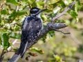 Hairy Woodpecker - Potter Marsh - Boardwalk (MP A9.5 Seward Hwy), Anchorage Municipality, Alaska, Aug 20, 2023
