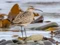 Whimbrel - Anchor Point, Kenai Peninsula Borough, Alaska, Aug 14 2023