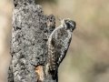 American Three-toed Woodpecker - Campbell Creek Park - 2022 Elmore burn, Anchorage Municipality, Alaska, Aug 17, 2023