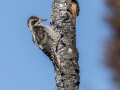 American Three-toed Woodpecker - Campbell Creek Park - 2022 Elmore burn, Anchorage Municipality, Alaska, Aug 17, 2023