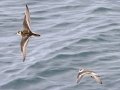 Red-necked Phalarope - Kenai Fjords NP - Aialik Bay, Kenai Peninsula Borough, Alaska, Aug 16, 2023