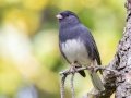 Dark-eyed Junco (Slate-colored) - Campbell Creek Park - 2022 Elmore burn, Anchorage Municipality, Alaska, Aug 20, 2023