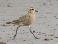 American Golden-Plover - Anchor Point, Kenai Peninsula Borough, Alaska, Aug 14 2023