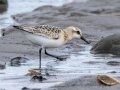 Sanderling - Anchor Point, Kenai Peninsula Borough, Alaska, Aug 14 2023