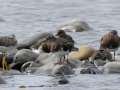 Black Turnstones - Anchor Point, Kenai Peninsula Borough, Alaska, Aug 14 2023