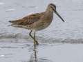 Short-billed Dowitcher - Anchor Point, Kenai Peninsula Borough, Alaska, Aug 14 2023