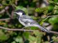 Black-capped Chickadee - Eagle River Campground & Trails, Anchorage Municipality, Alaska, Aug 11, 2023